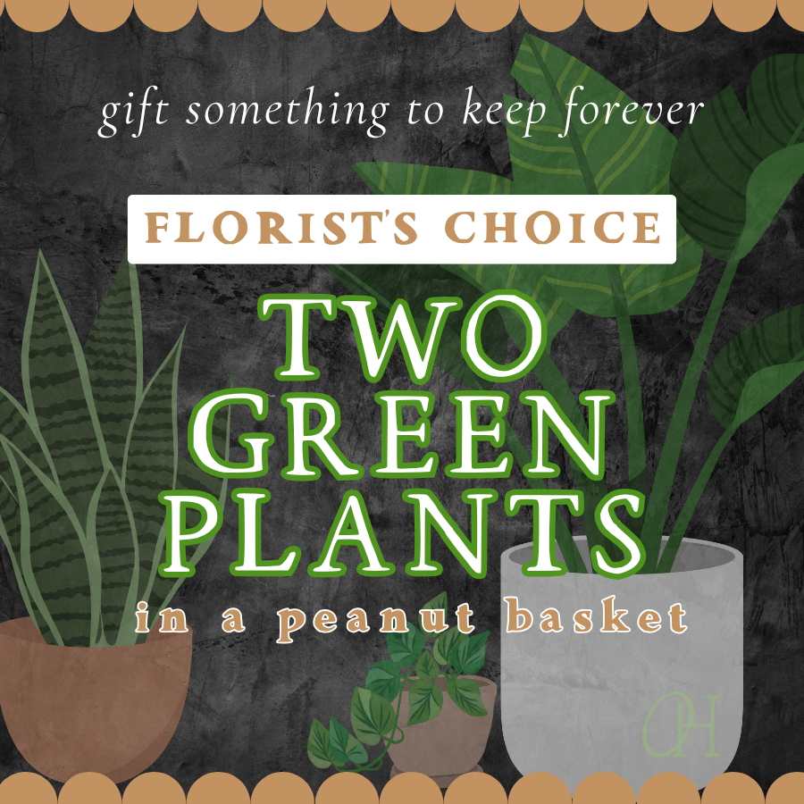 Two Green Plants - Florist's Choice