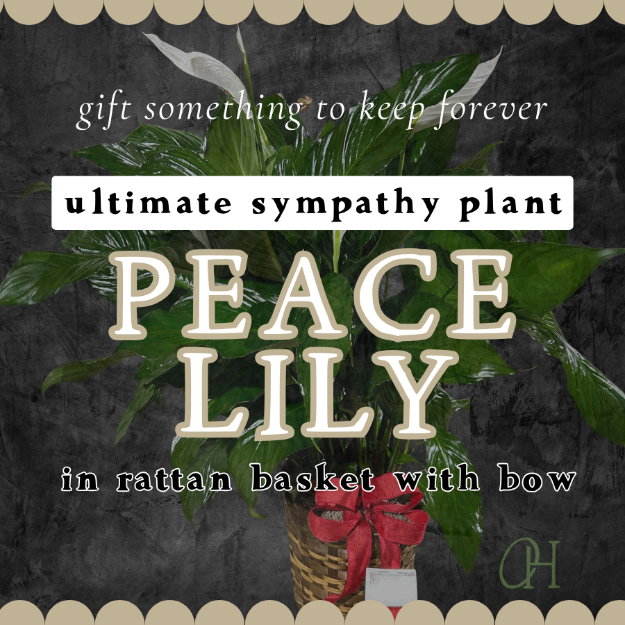 Peace Lily Plant