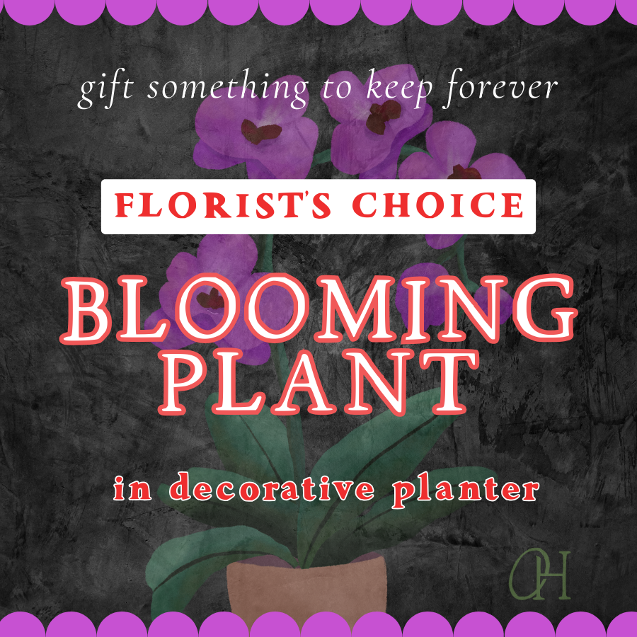 Blooming Plant - Florist's Choice