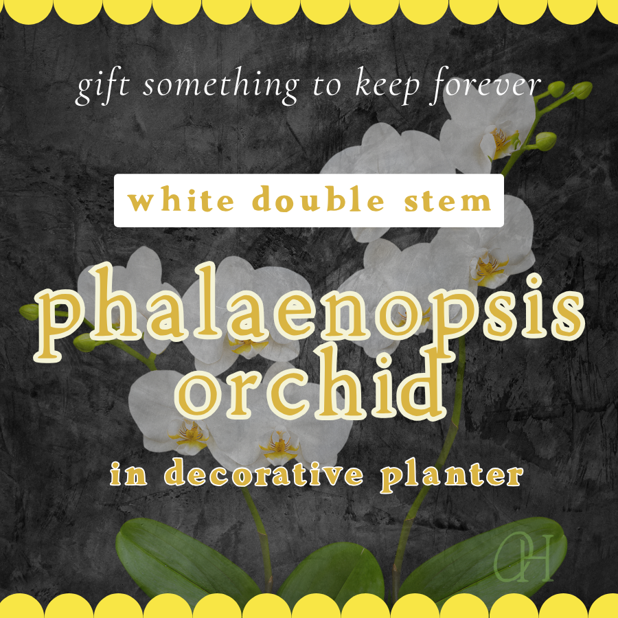 White Double-Stem Phalaenopsis Orchid Plant