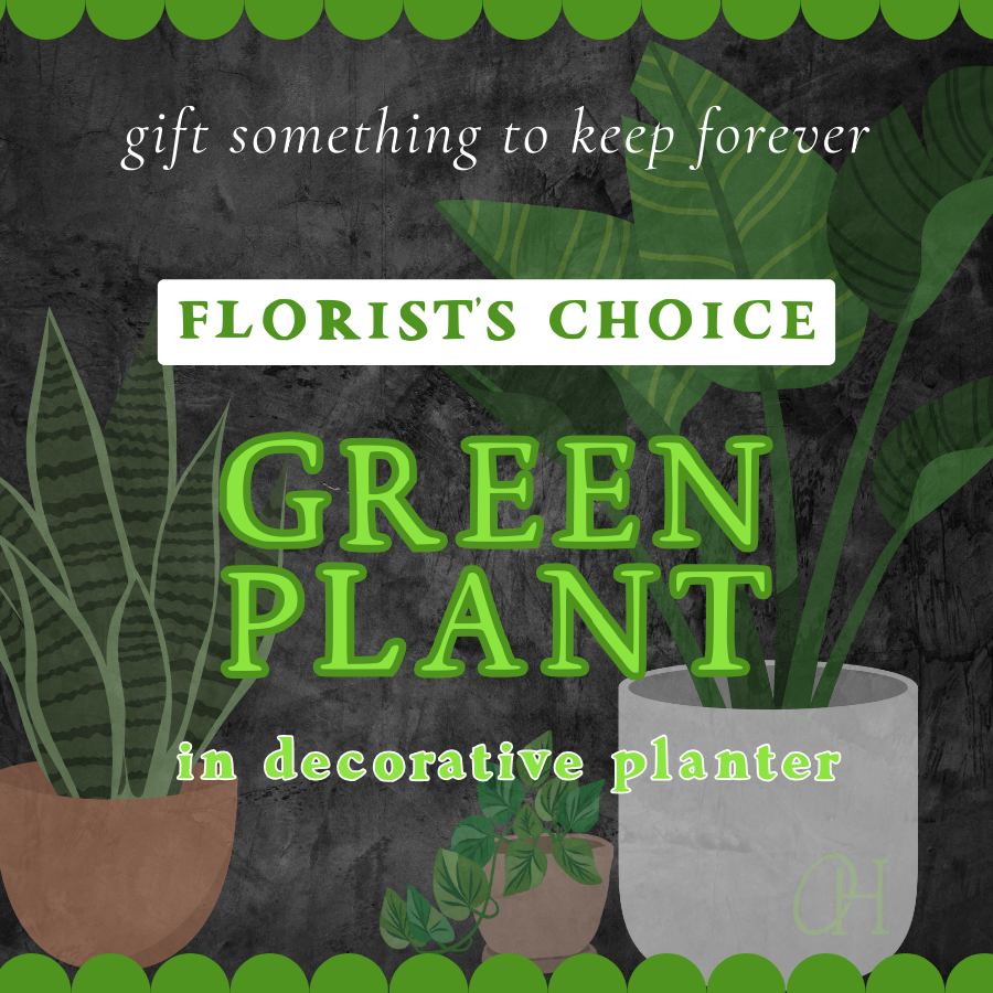 Green Plant - Florist's Choice