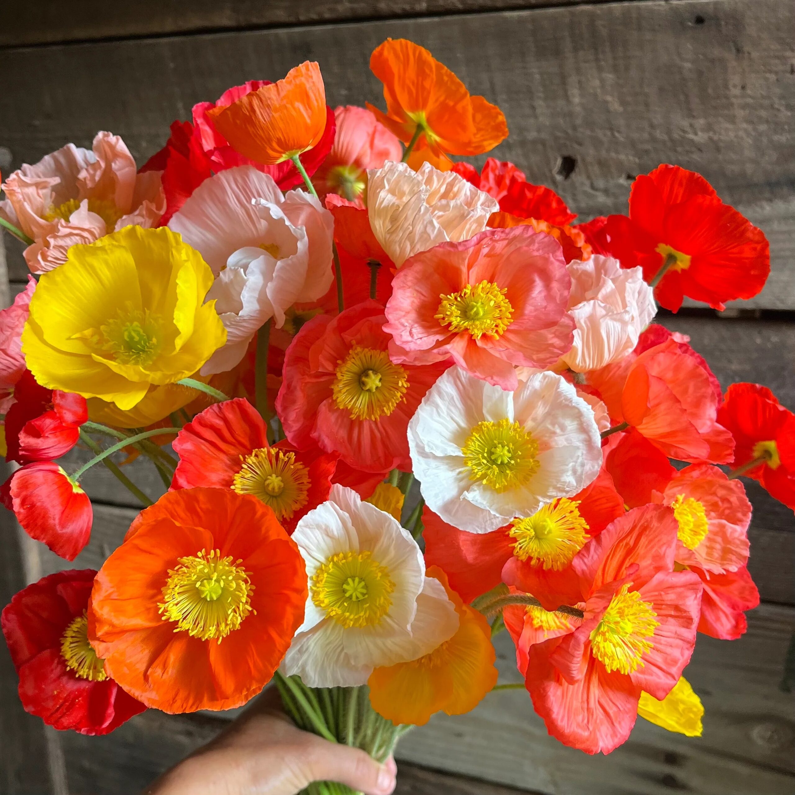 Florists’ Favorite Flower Round-Up